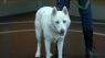 Rescues in Action: Bear