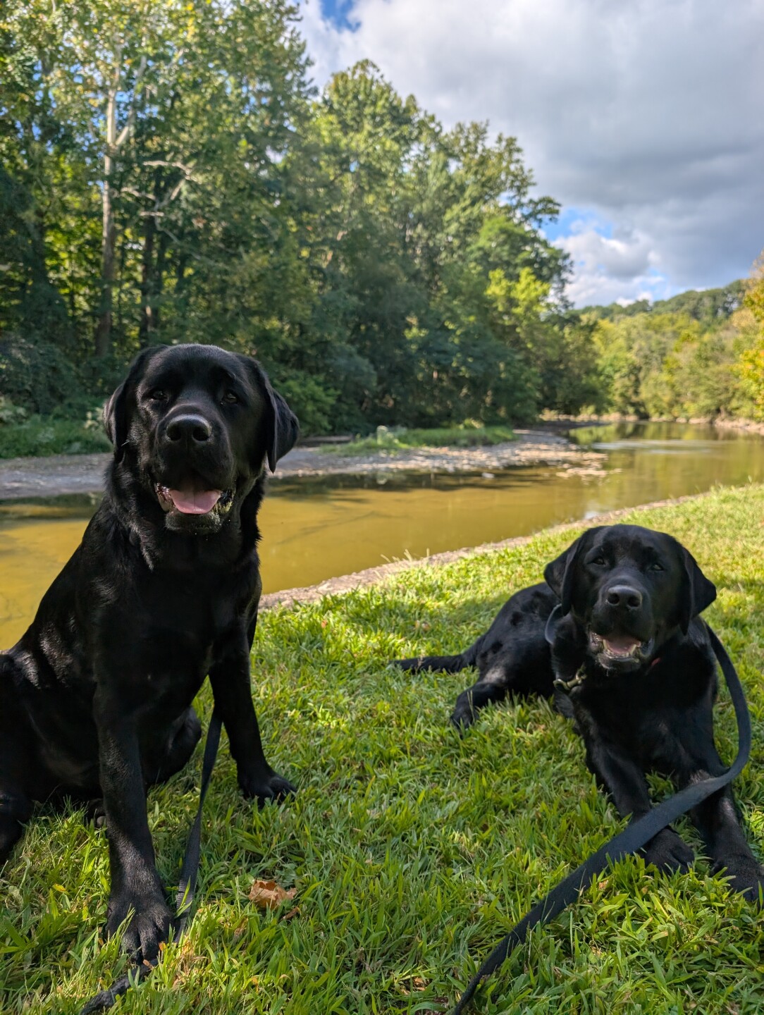 Dog walking forecast