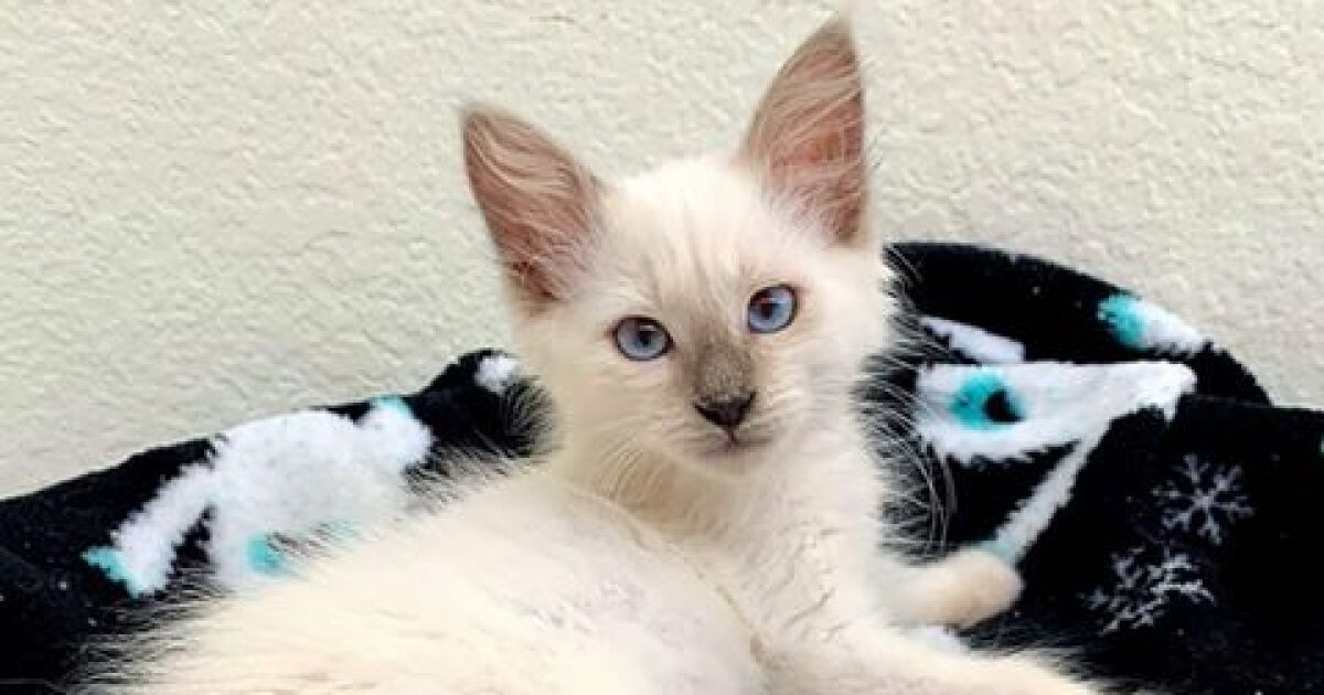 Tucson Foster Kitten Named Finalist In National Competition