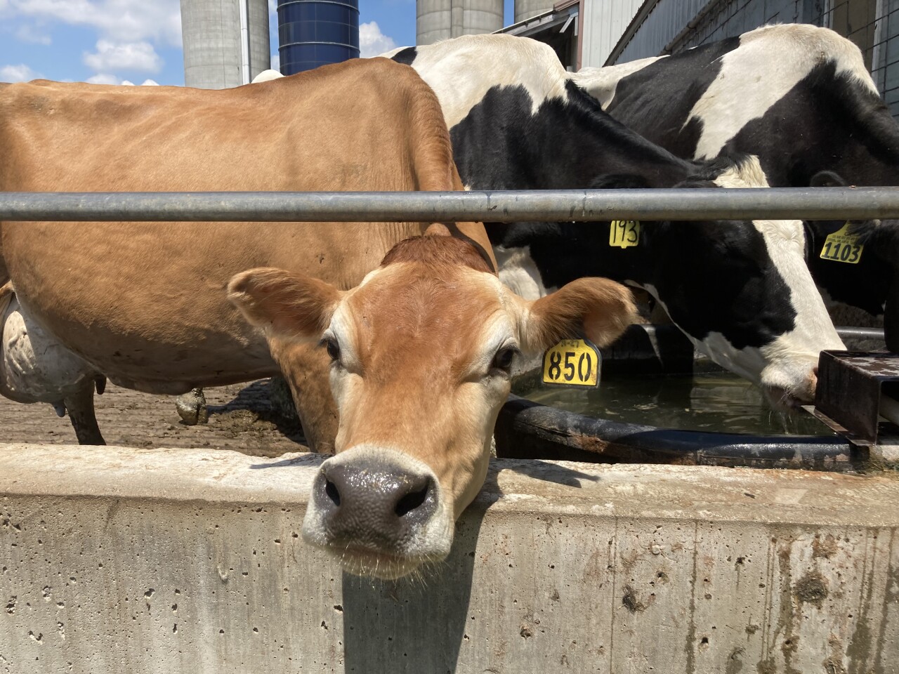 Cows at Alsteen Farms