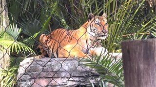 Kadar Palm Beach Zoo