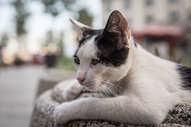 Photos: This place is known as 'The City of Cats'