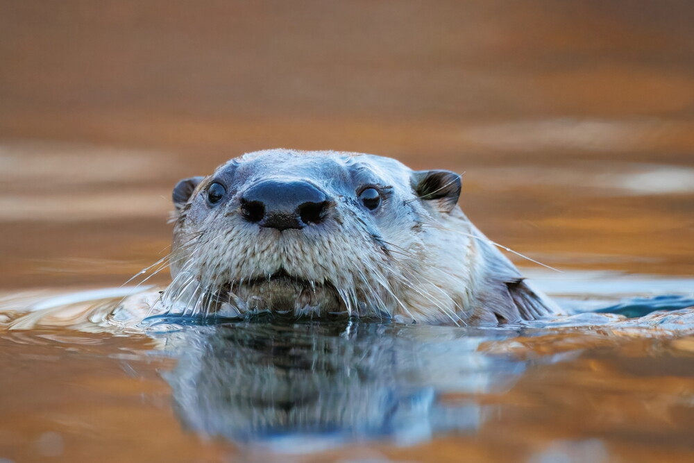 A,North,American,River,Otter,,Lutra,Canadensis,,Swimming,On,The