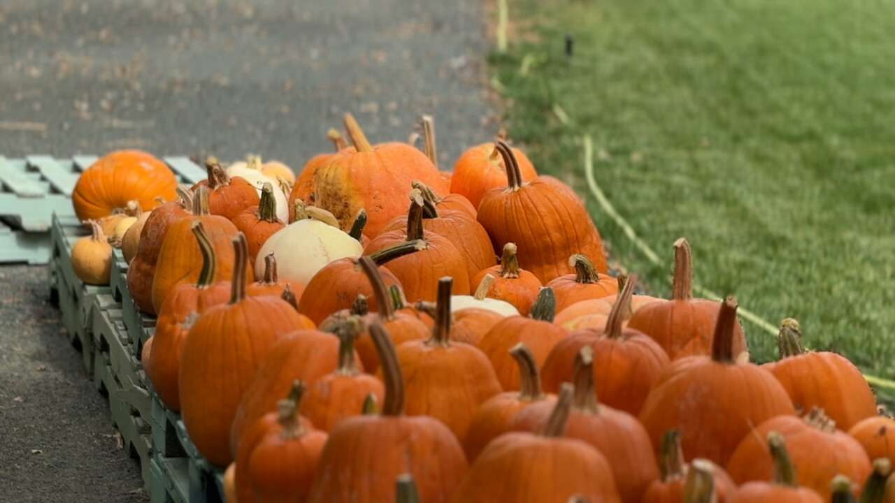 46 Ranch pumpkin patch