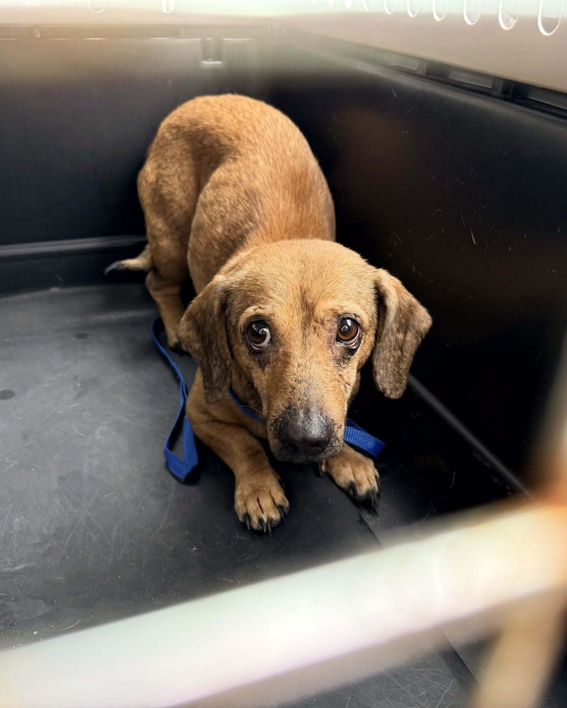 Humane Society of Tampa Bay