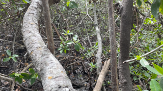 SWFL professor's investigative connection between nature and hurricane protection