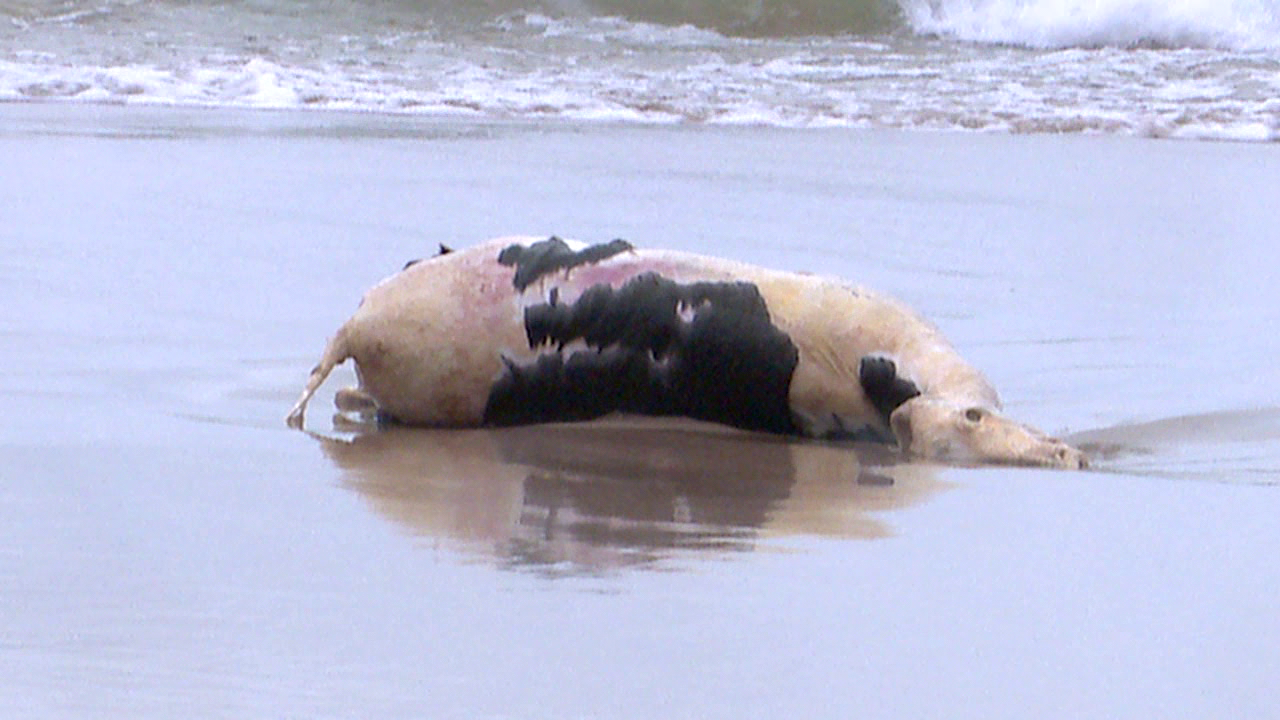 Carcass washes ashore in Grand Haven.png