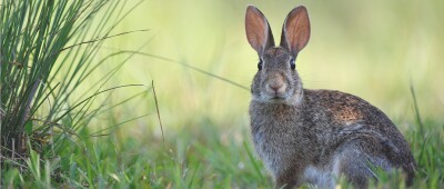 white rabbit.jpeg