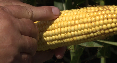 Screenshot 2025-08-05 at 4.55.16 PM.png