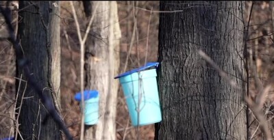Maple Sugar Days preview 2025