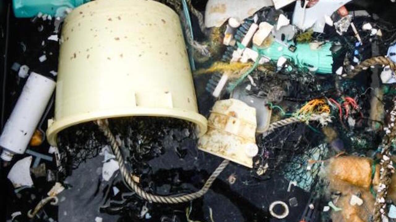 Scientists hope new enzyme will 'eat' plastic pollution