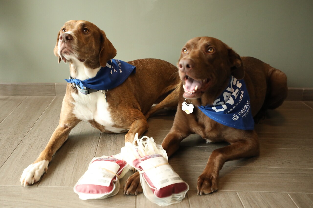 Dog Donors2.jpg