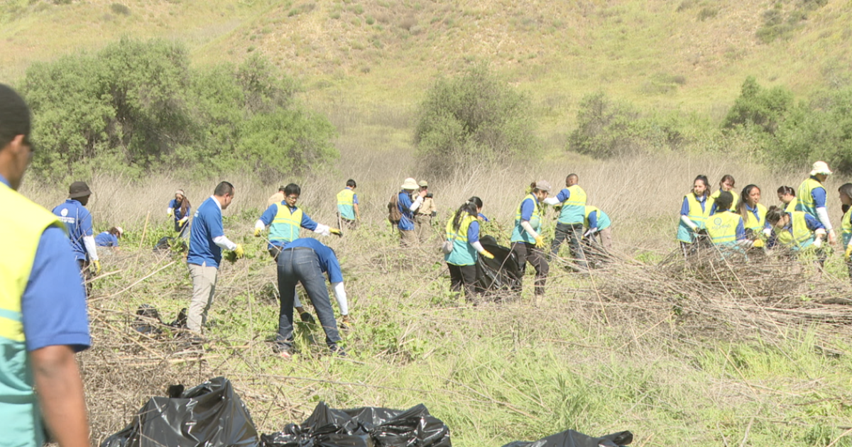 Volunteers remove invasive species at Los Peñasquitos Canyon Volunteers remove invasive species at Los Peñasquitos Canyon