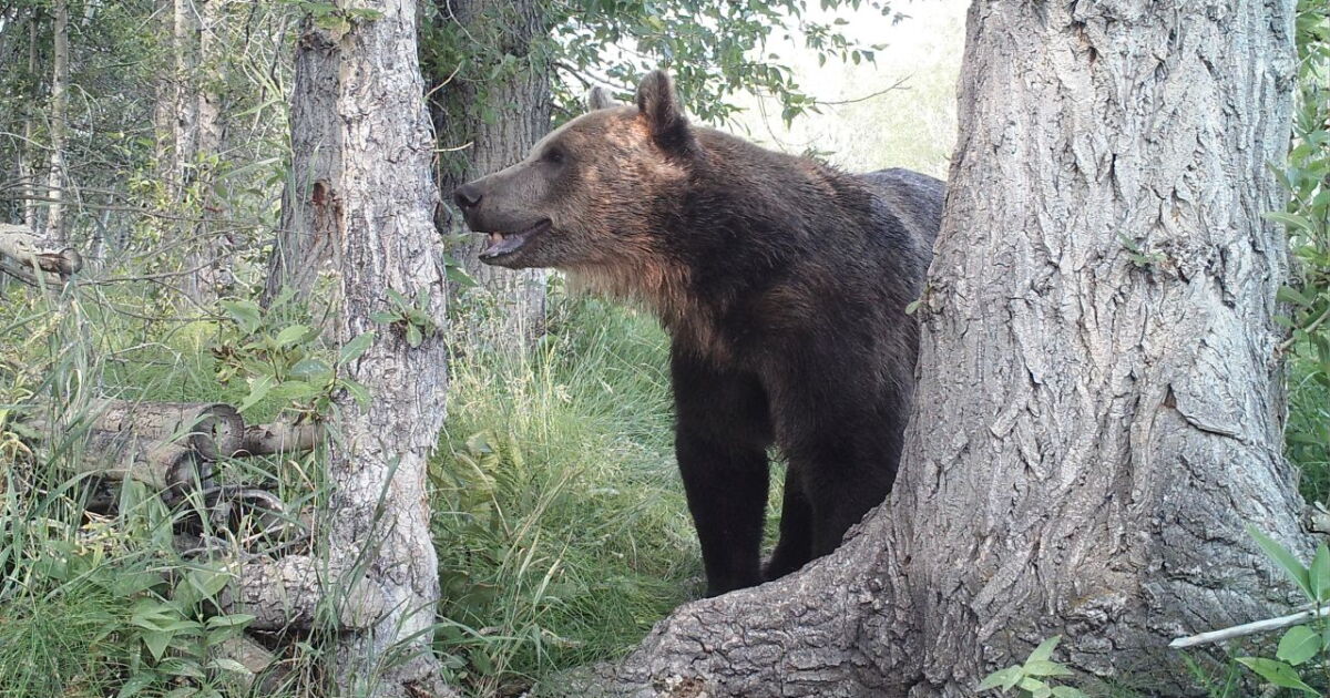 Forum to provide safety tips for living in grizzly bear country - Vimarsana News