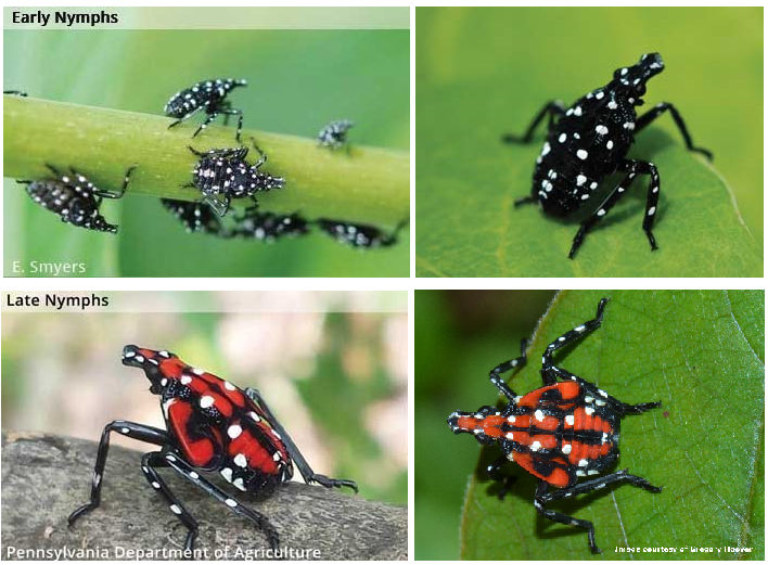 SLF+Nymphs.png