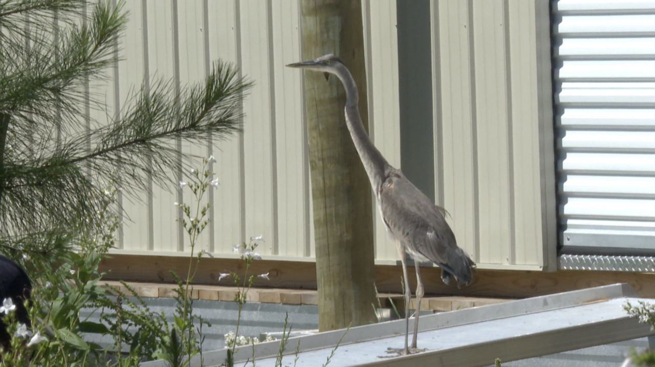 Ryan Resilience Lab heron release