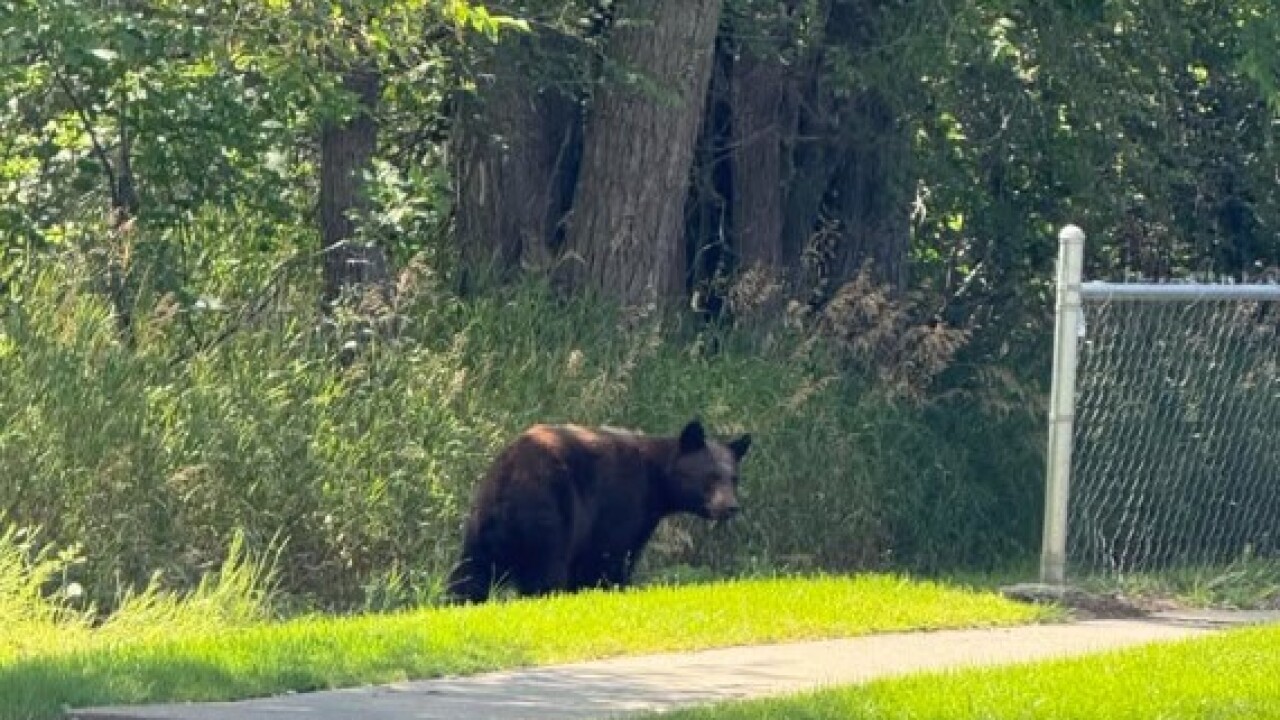 bbear6.jpg