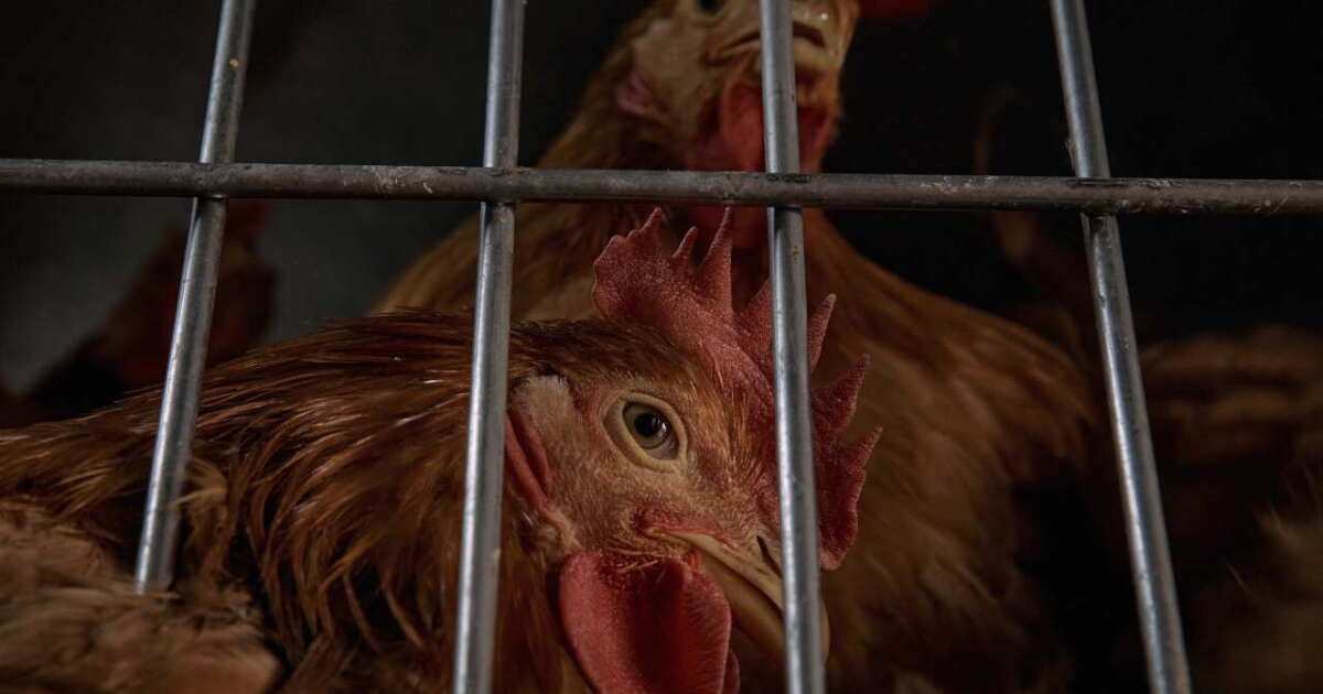 USDA forecasts egg prices to surge 41% in 2025 amid avian flu outbreak