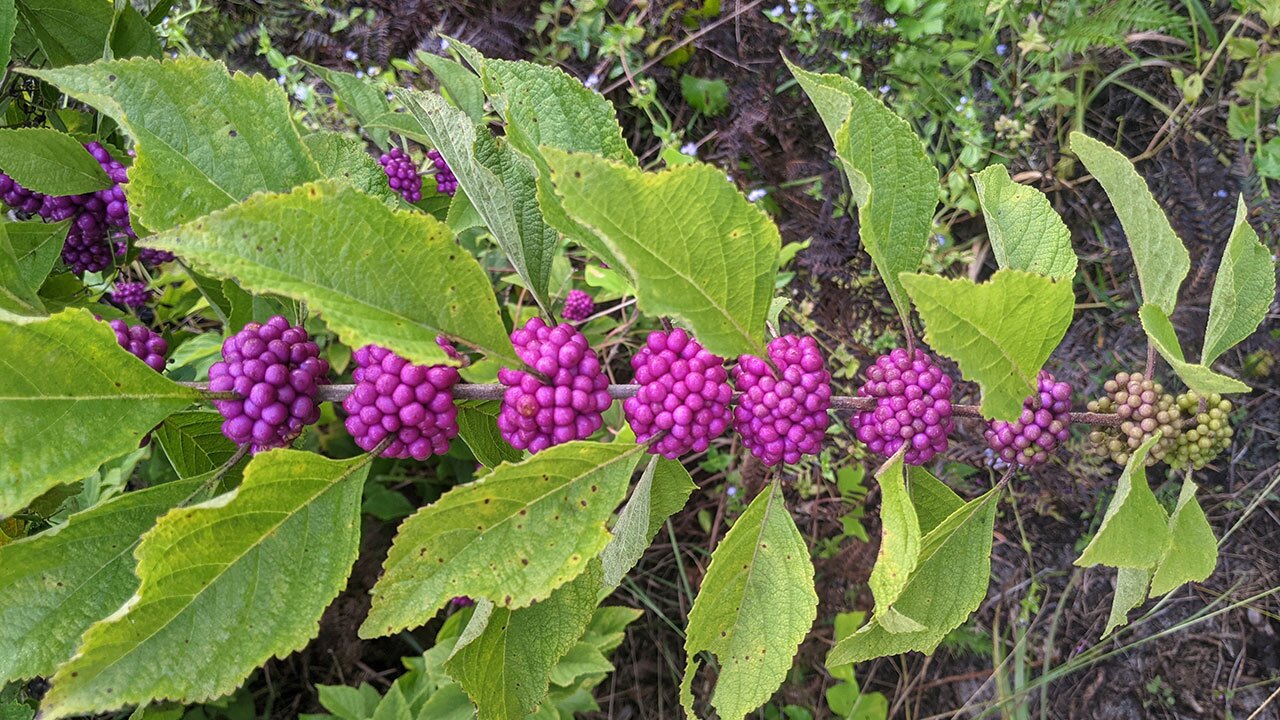 Beautyberry-Sarahs-Walking-Club-Fall-Scavenger-Hunt.jpg