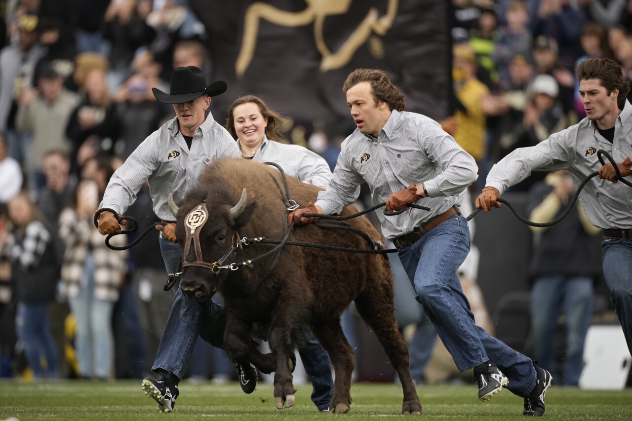 Ralphie VI, Colorado mascot, in 2021