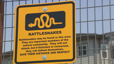 rattlesnakes