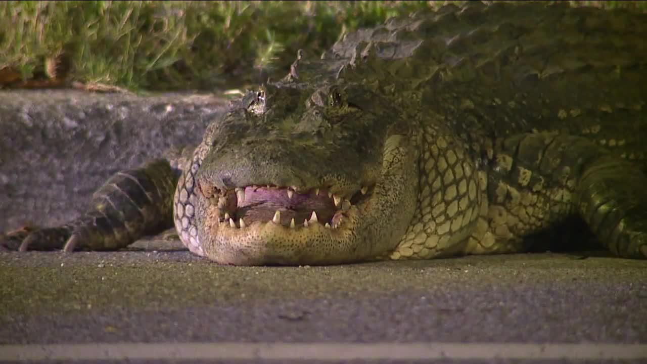 Tampa Police gator 2.png