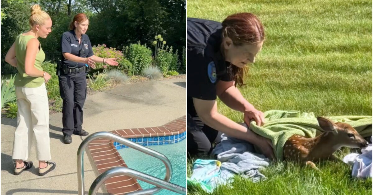 Bloomfield Township officer saves fawn drowning in residential pool