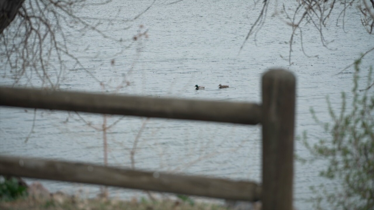ducks barr lake.jpg