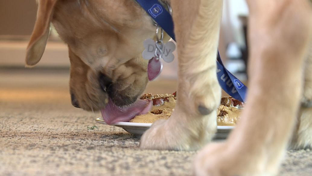 Dolly enjoying her celebratory treat for her hard work finding Dr. Yang
