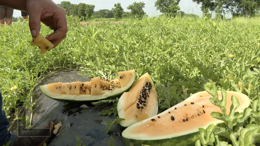 Yellow Watermelon