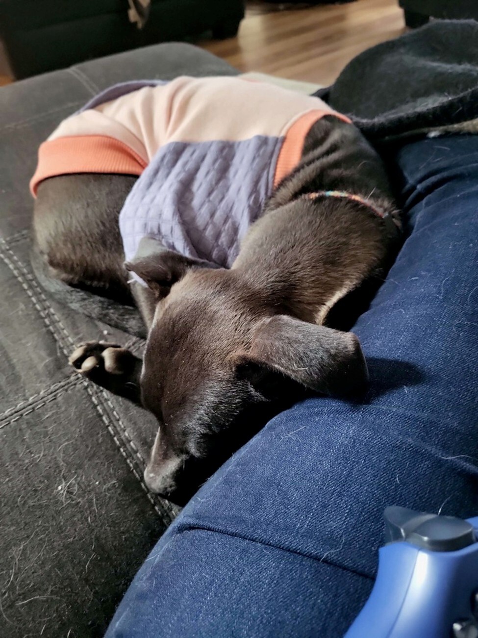 Pet Adoption Tuesday: Meet Mocha from Michele's Rescue!