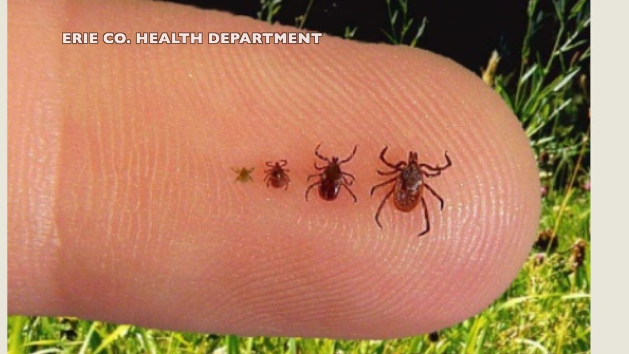 MANY TICKS.jpg