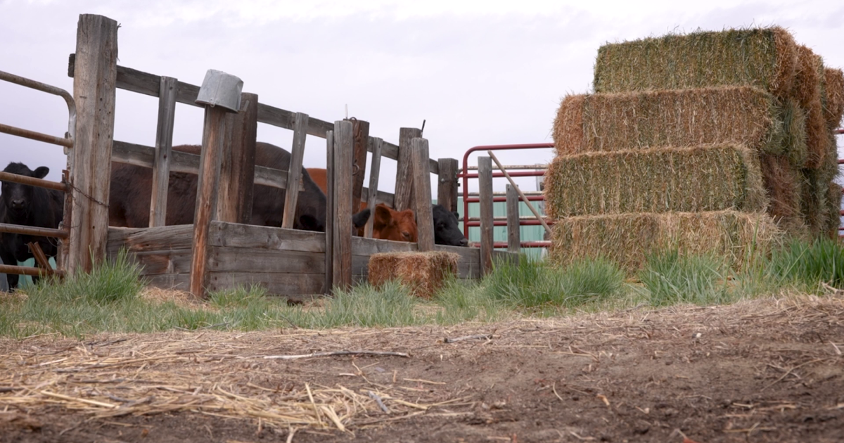 Montana Ag Network: Drought pressure pushes ranchers to make tough hay decisions, Hay Hotline returns