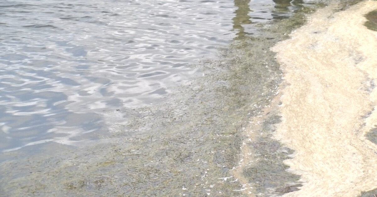 Excess of algae grows in our waters during the summer time - Vimarsana News