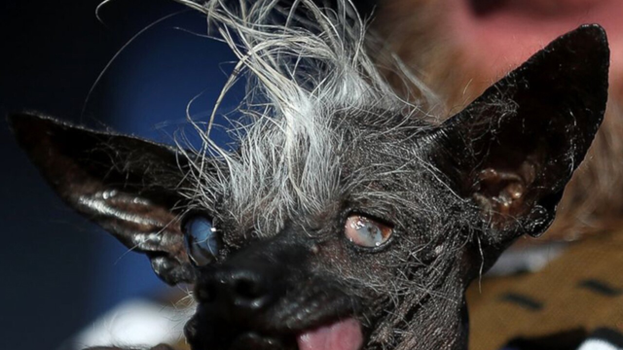 The 'World's Ugliest Dog' is crowned: Meet Sweepee Rambo