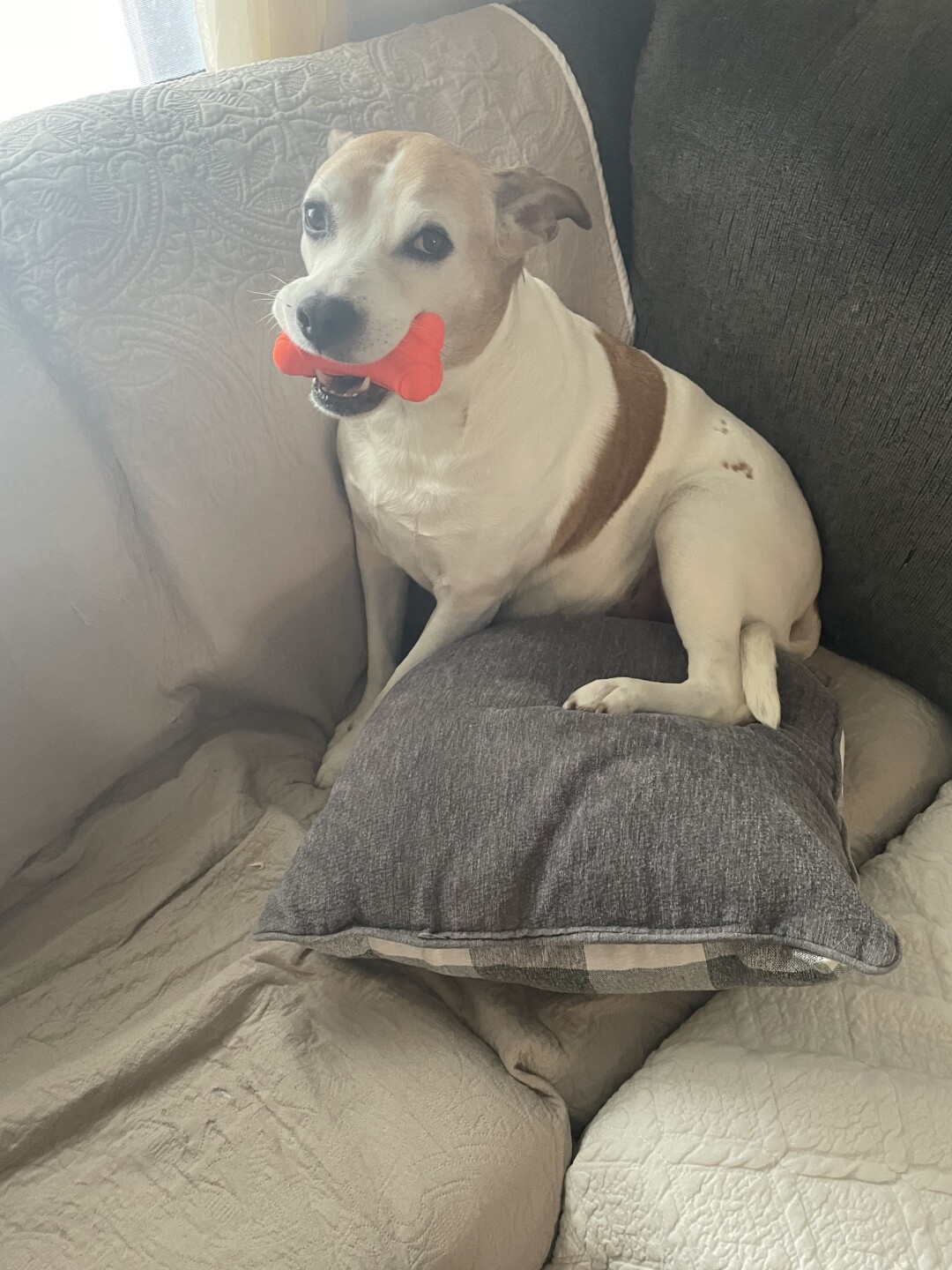 Dog walking forecast