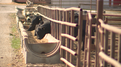 Hertzog cattle