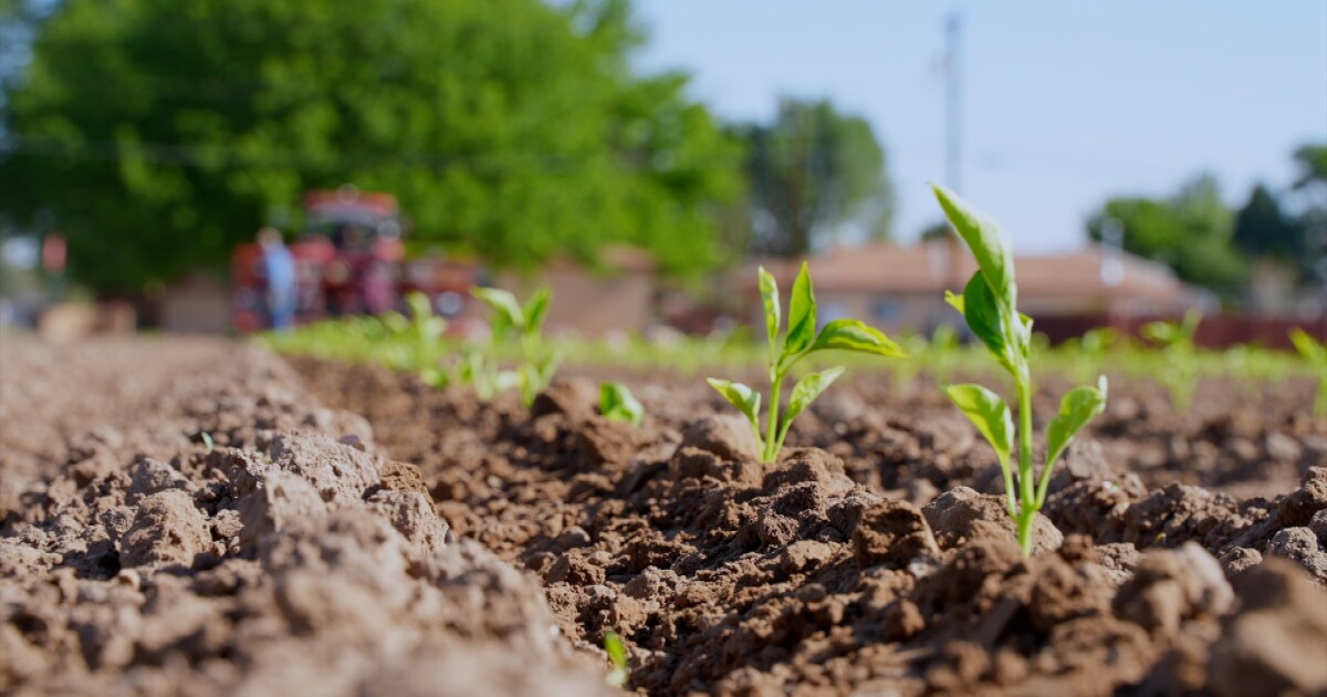 Pueblo chile planting season kicks off with 150,000 sprouts in the ground