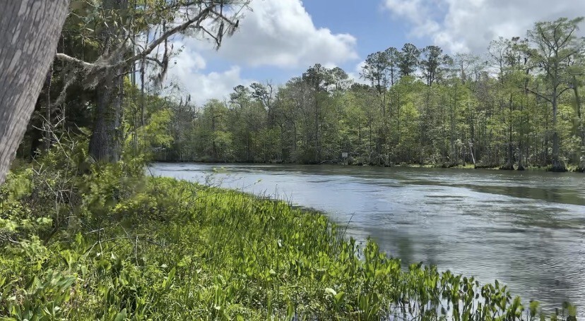 View from Wakulla River near the Lower Bridge Boat Ramp