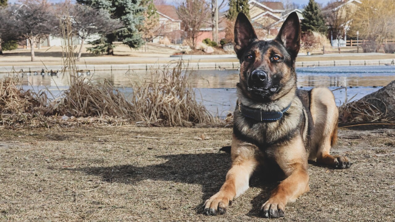 K9 Koa