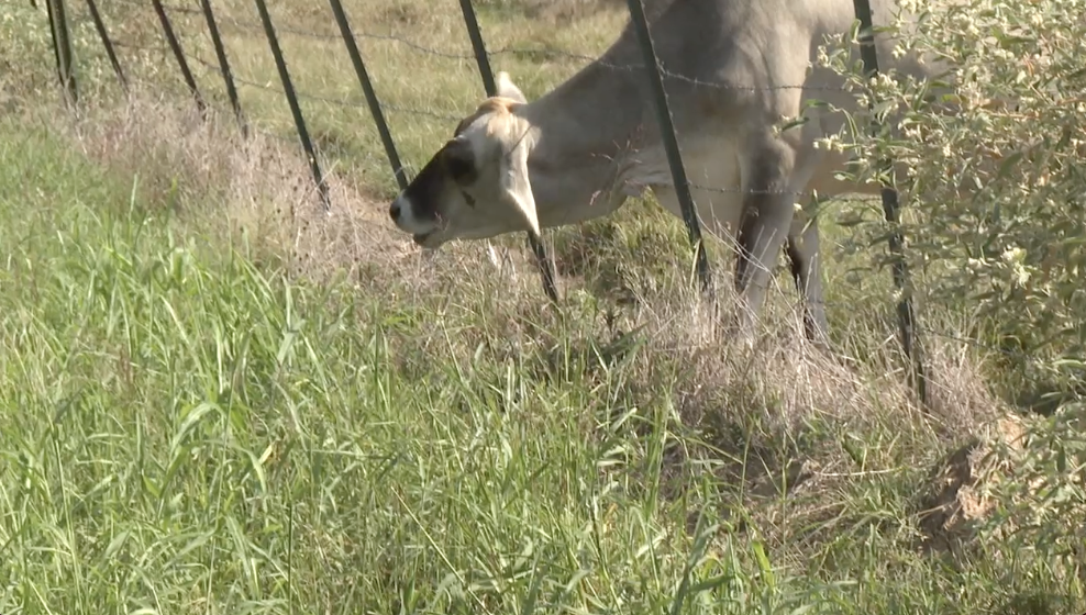 Milam County Sheriff's Office offers free livestock placard program to help protect animals
