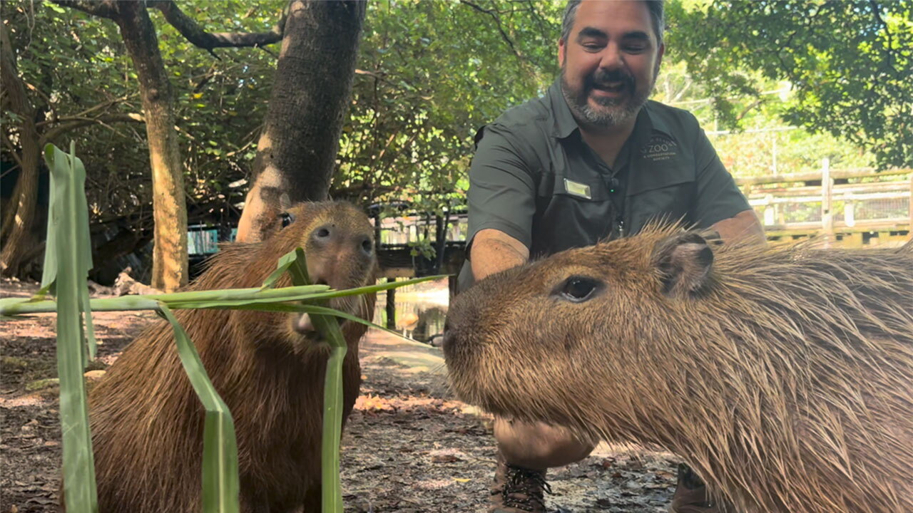 Capybaras