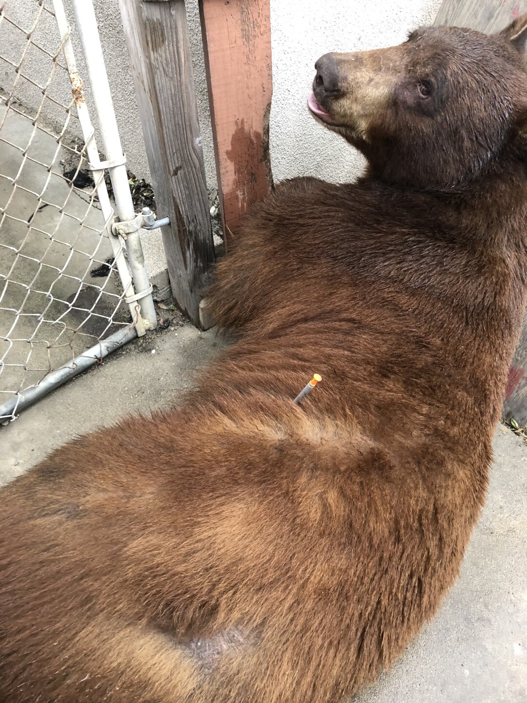 Bear tranqualized .jpeg