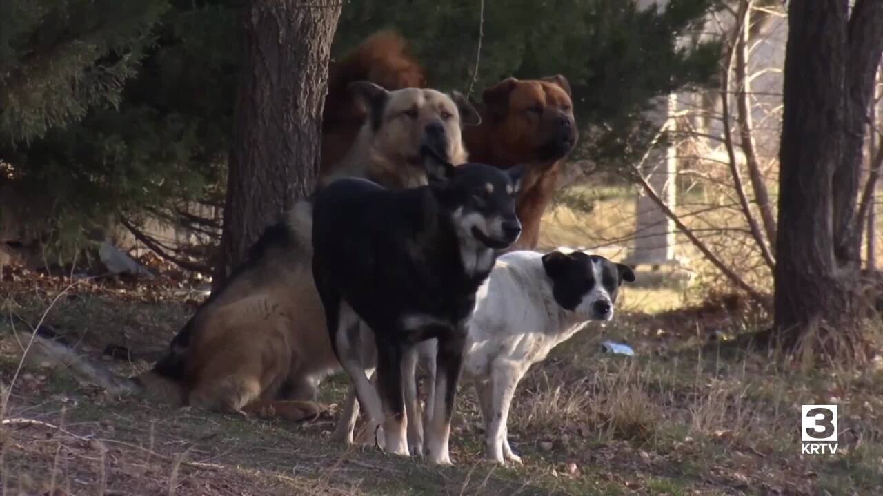 Dogs attack pregnant woman in Lame Deer