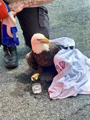 Animal Control Officer Barlow and Police Officer M. Chappelle responded to a distressing situation involving a bald eagle.