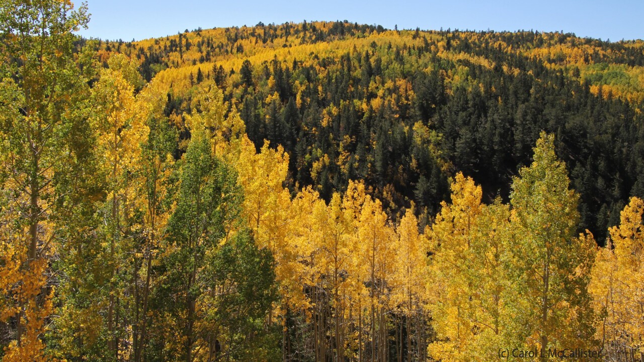 Cripple Creek Carol McCallister.jpg