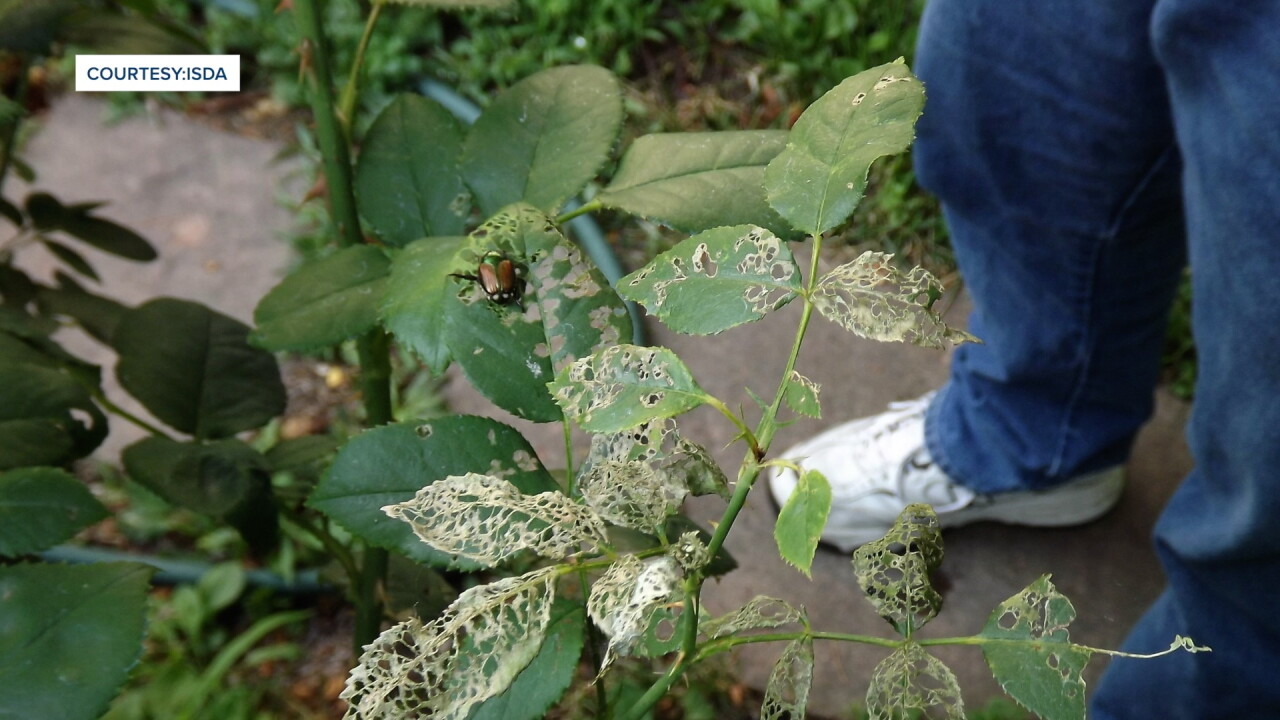JAPANESE BEETLE