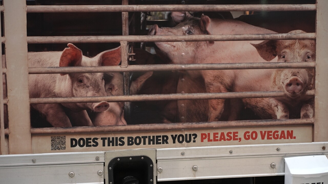 Support pours in for Billings restaurant as PETA holds 'Hell on Wheels' demonstration