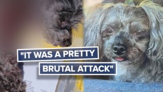 Dog attacked at Zeus Park