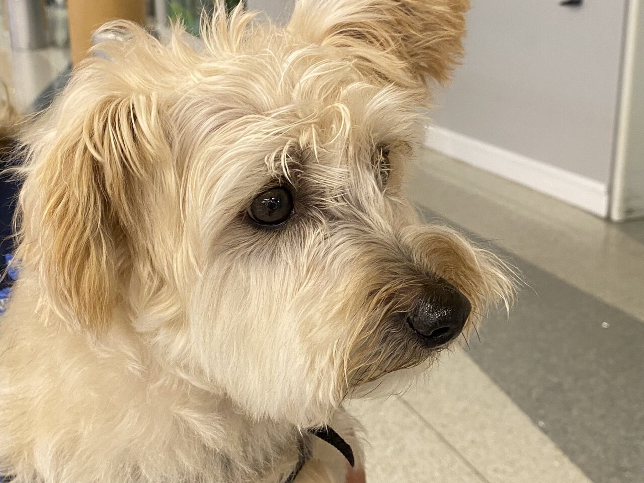 therapy dogs at ford airport 3.jpg